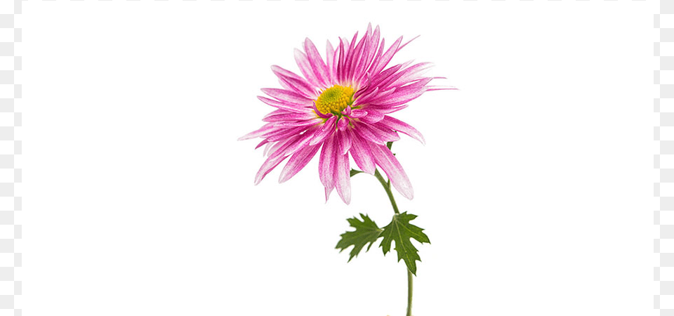 Chrysanths, Dahlia, Daisy, Flower, Petal Png Image