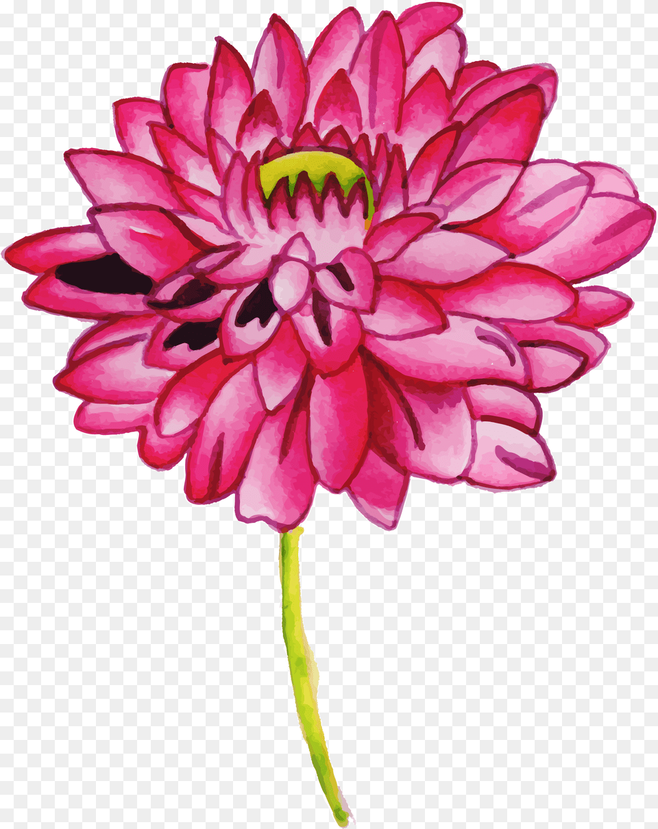 Chrysanths, Dahlia, Flower, Plant, Daisy Png Image