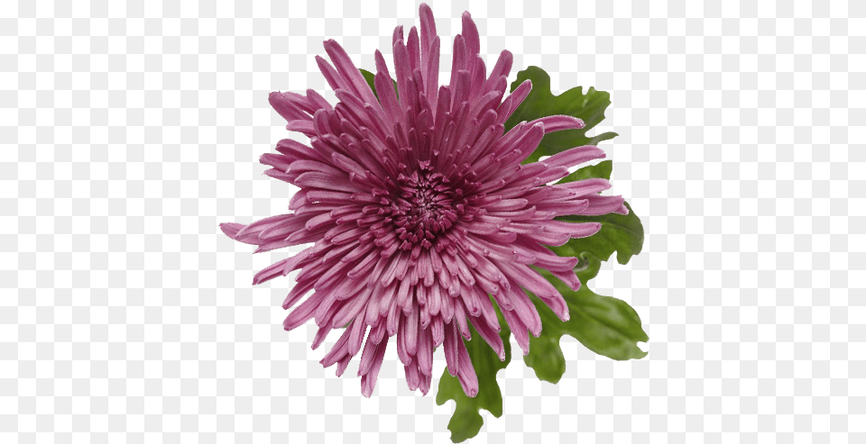 Chrysanths, Dahlia, Daisy, Flower, Petal Png Image