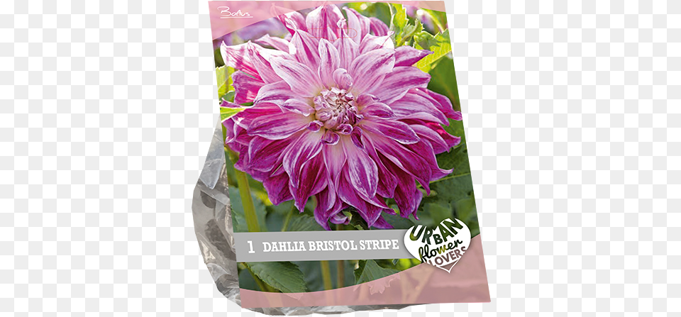 Chrysanths, Dahlia, Flower, Plant Free Transparent Png