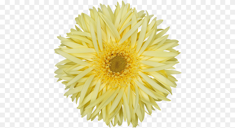 Chrysanths, Daisy, Flower, Petal, Plant Free Transparent Png