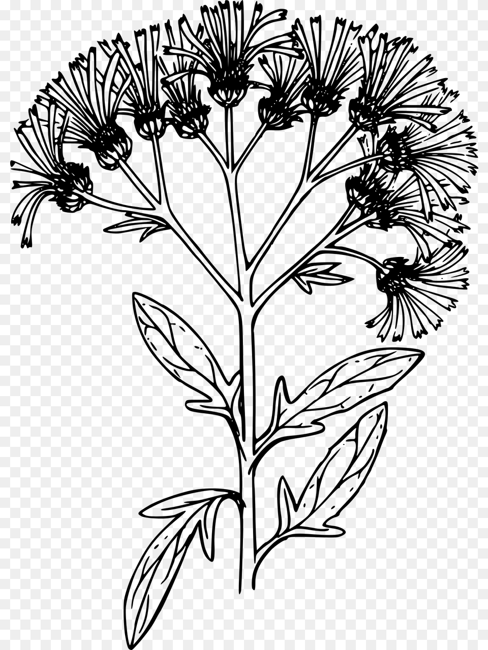 Chrysanths, Gray Png