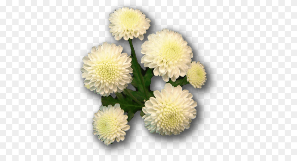 Chrysanths, Dahlia, Daisy, Flower, Petal Png