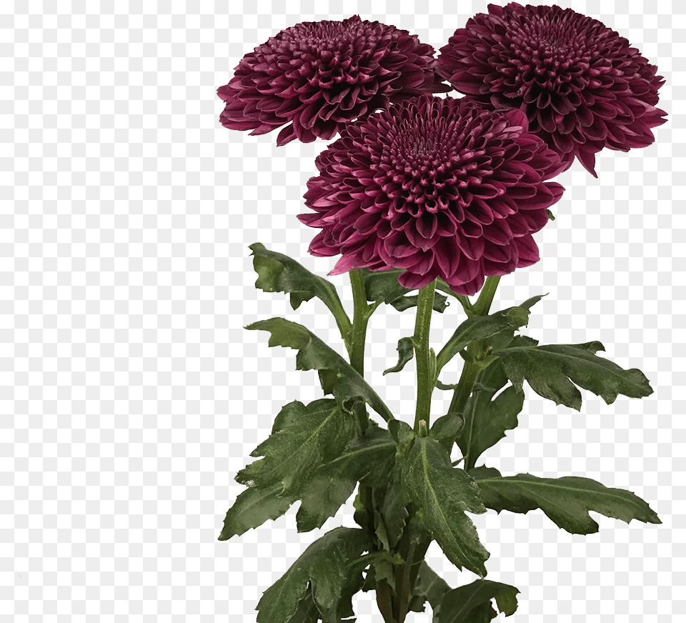 Chrysanths, Dahlia, Flower, Plant, Daisy Png