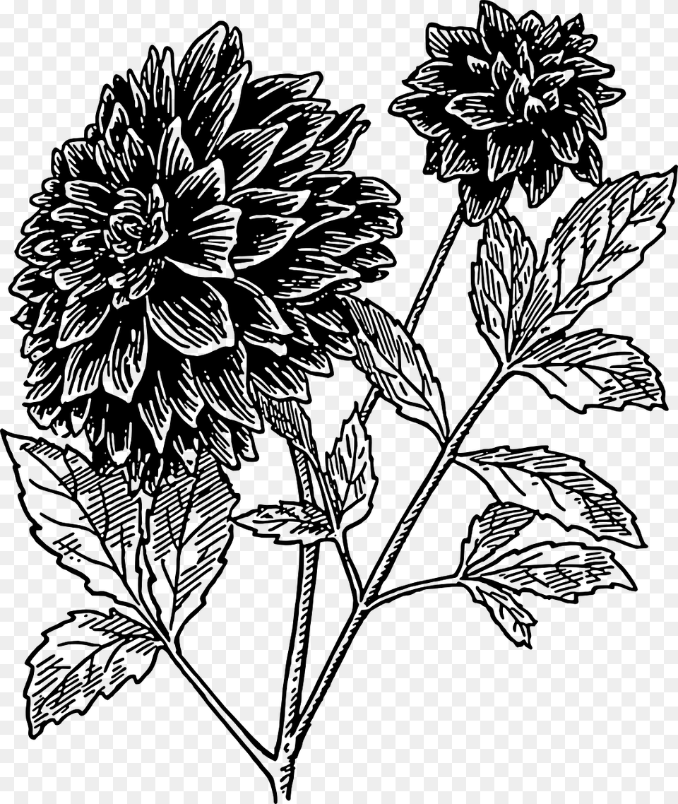 Chrysanthsplantflora Dahlia Flower Clipart Black And White, Gray Free Transparent Png