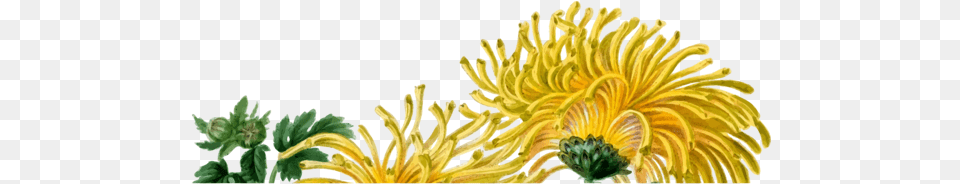 Chrysanthsplantflower, Daisy, Flower, Plant, Pollen Png