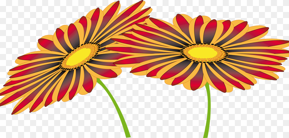 Chrysanthsplantflower Barberton Daisy, Anther, Flower, Petal, Plant Png