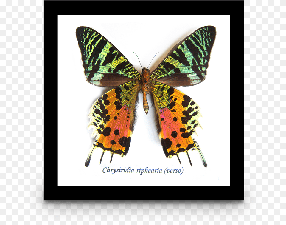 Chrysiridia Riphearia Sunset Moth Chrysiridia Riphearia, Animal, Insect, Invertebrate, Butterfly Free Png Download