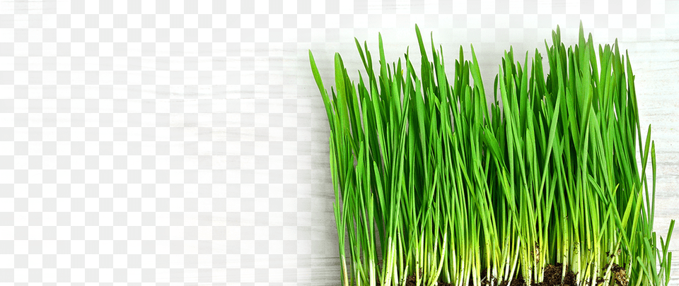 Chrysopogon Zizanioides Grass, Plant, Food, Produce Free Png Download