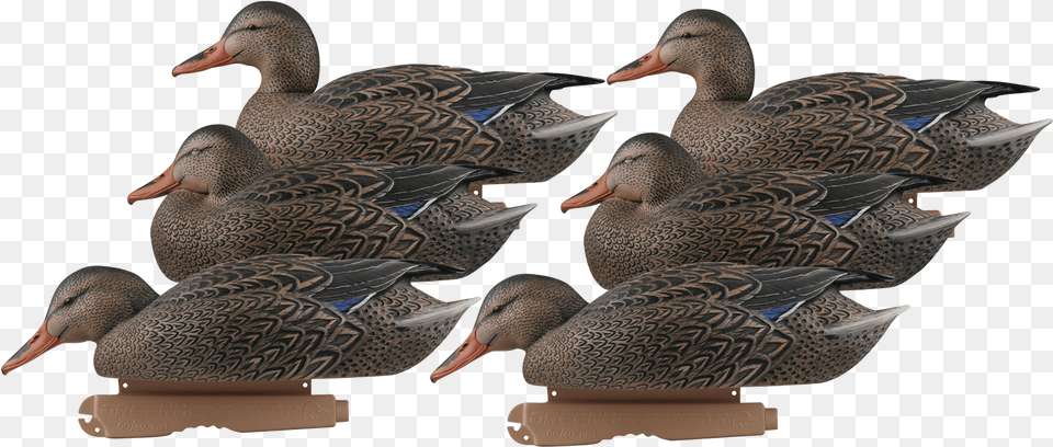 Chuchela Utok Kupit, Animal, Anseriformes, Bird, Waterfowl Png Image