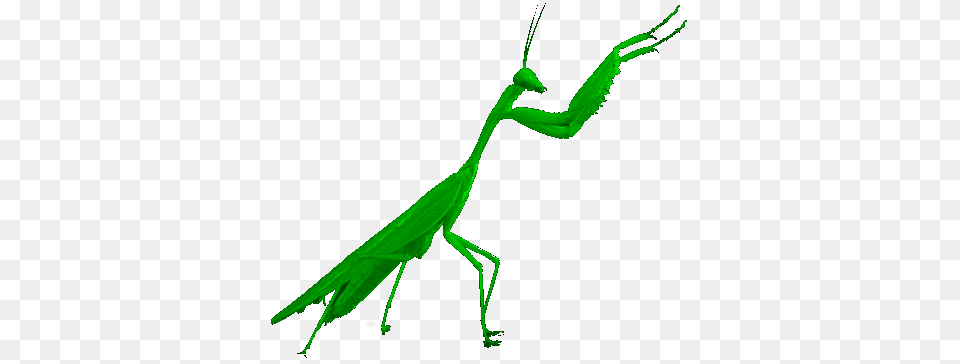 Chuka Southern Praying Mantis Kung Fu Training Fees, Animal, Insect, Invertebrate Free Png