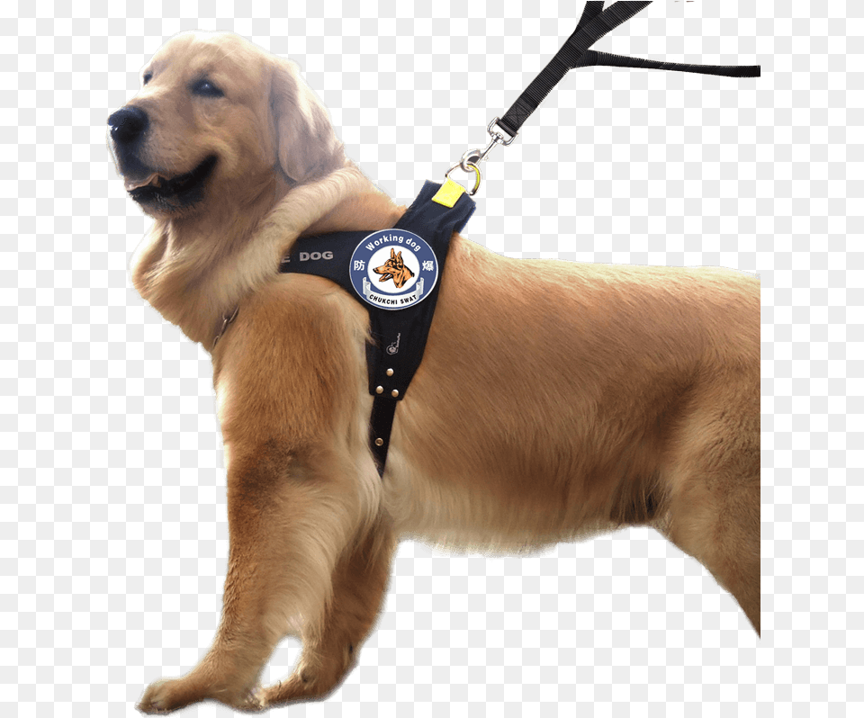 Chukchi Dog Chain Rope Large Dog Leash Dog Chest Strap Obojek Pro Zlatho Retrvra, Animal, Canine, Pet, Mammal Free Transparent Png