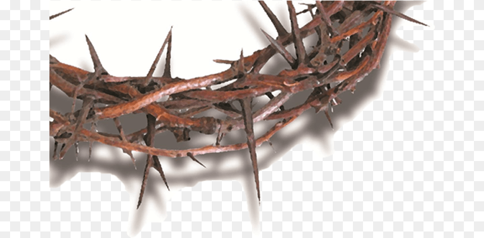 Church Crown Of Thornes Transparent, Wire, Barbed Wire, Animal, Dinosaur Png Image