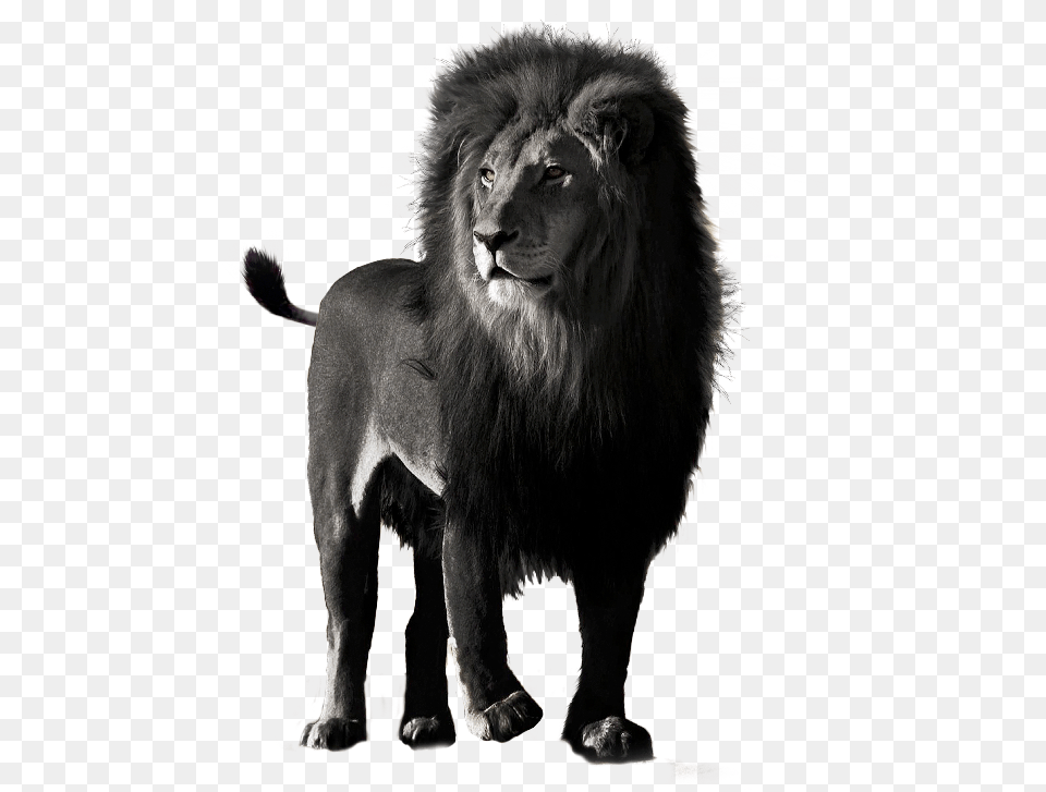 Chyornij Lev Foto, Animal, Lion, Mammal, Wildlife Free Png