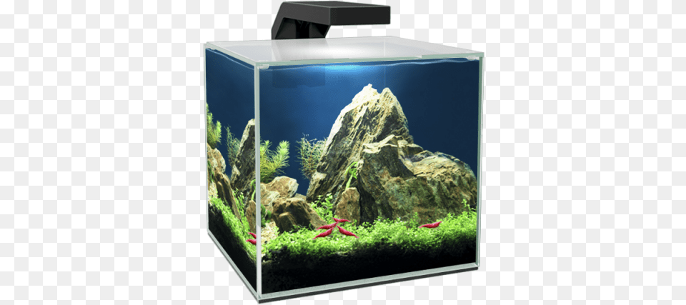 Ciano Aquarium Aquarium Nano Cube, Animal, Fish, Sea Life, Water Free Png Download