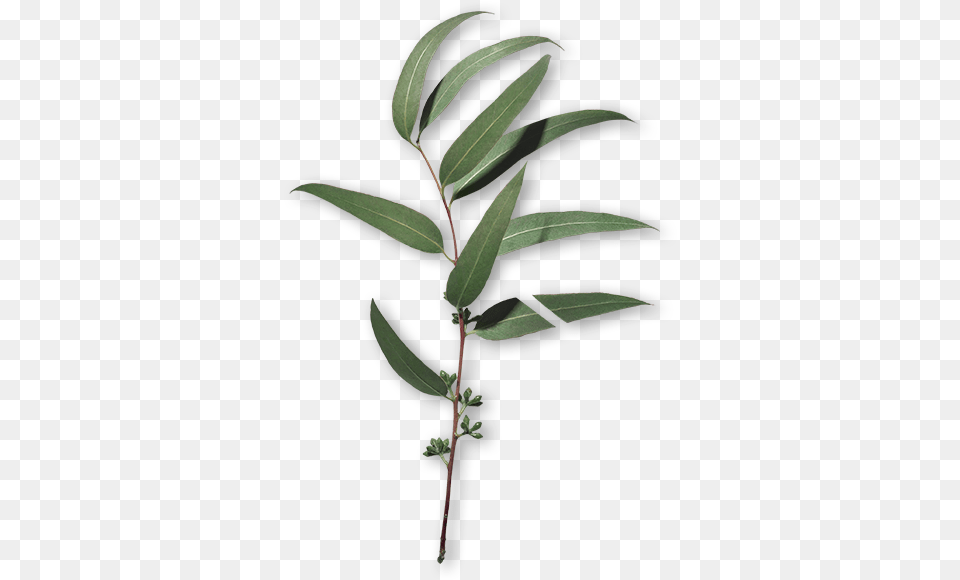 Cica Twig, Tree, Plant, Leaf, Acanthaceae Free Transparent Png