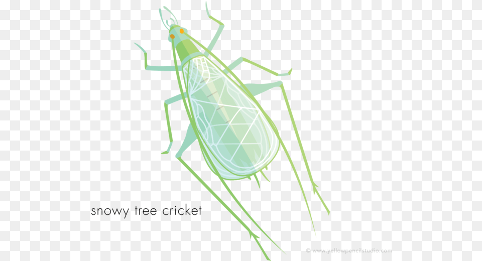 Cicada, Animal Free Png
