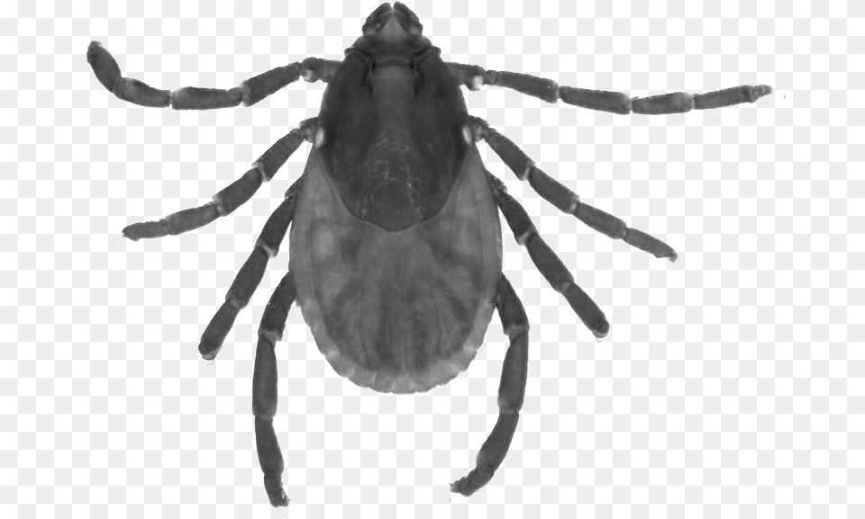 Cicada, Tick, Animal, Invertebrate, Spider Free Png