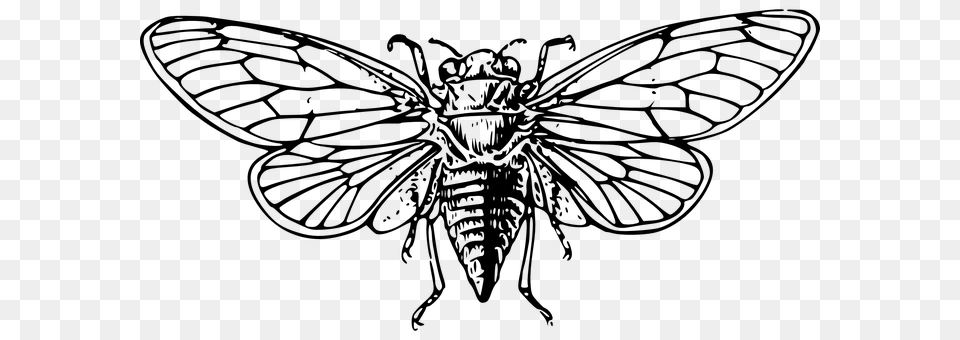 Cicada Gray Free Png
