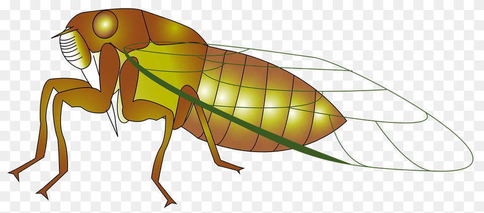 Cicada Clipart, Animal, Flea, Insect, Invertebrate Png