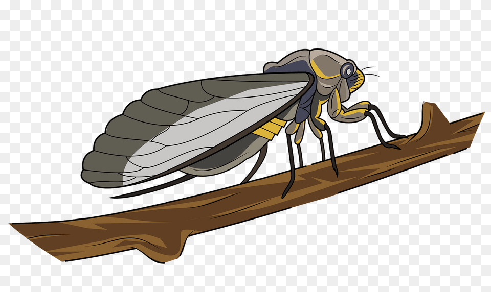 Cicada Clipart, Animal, Fish, Sea Life, Shark Free Transparent Png