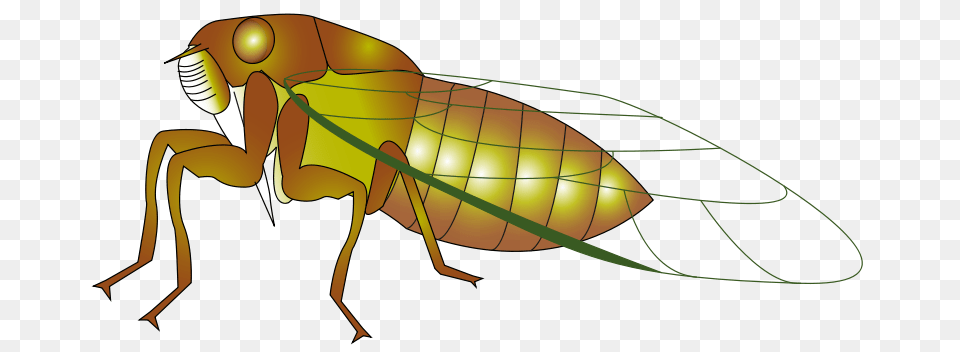 Cicada Clipart, Animal, Fish, Sea Life, Shark Png Image