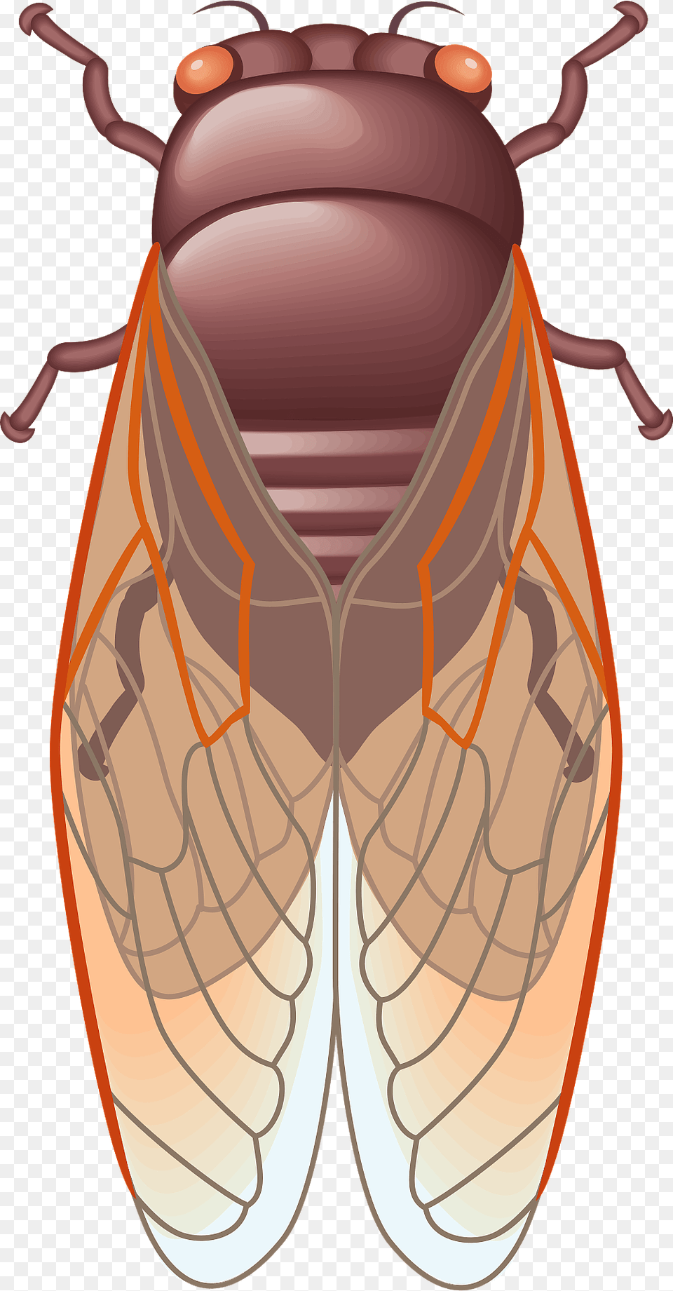 Cicada Insect Clipart, Animal, Ammunition, Grenade, Weapon Free Transparent Png