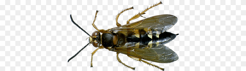 Cicada Killer Wasp Types Of Wasps In Florida, Animal, Apidae, Bee, Insect Free Transparent Png