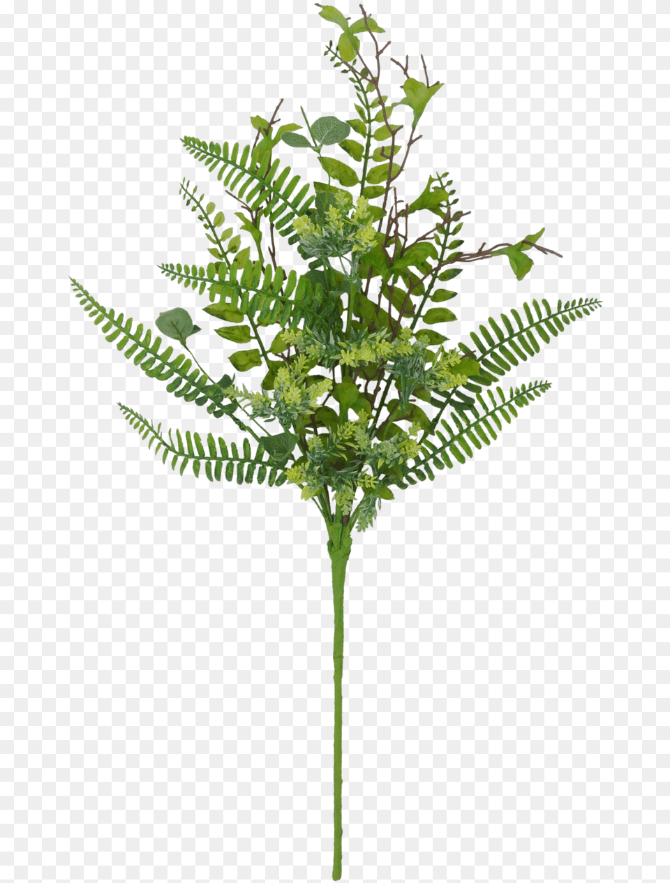 Cicely, Fern, Plant, Leaf Free Png