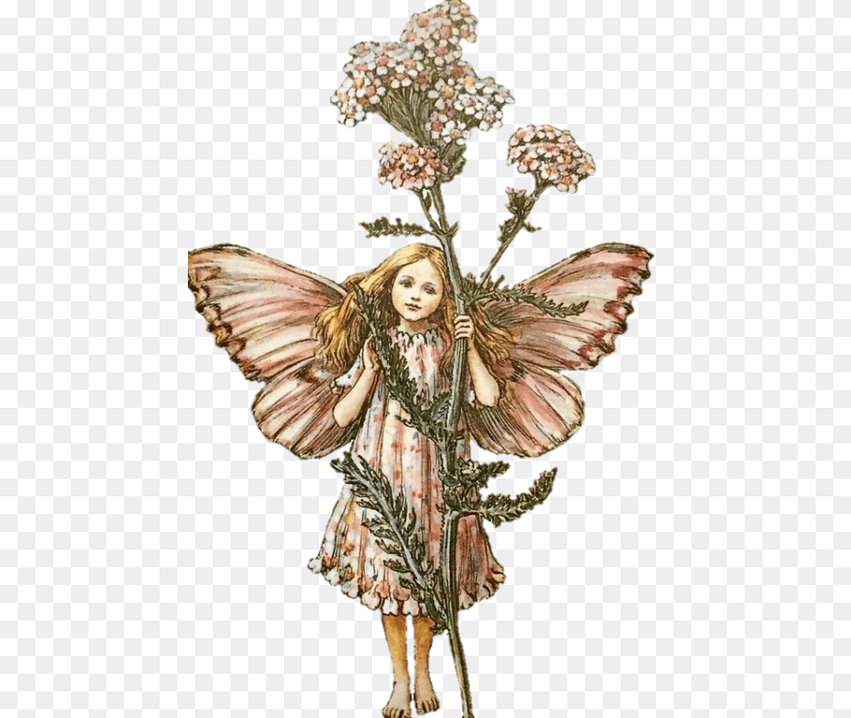 Cicely Mary Barker Flower Fairies, Plant, Face, Head, Person Free Transparent Png