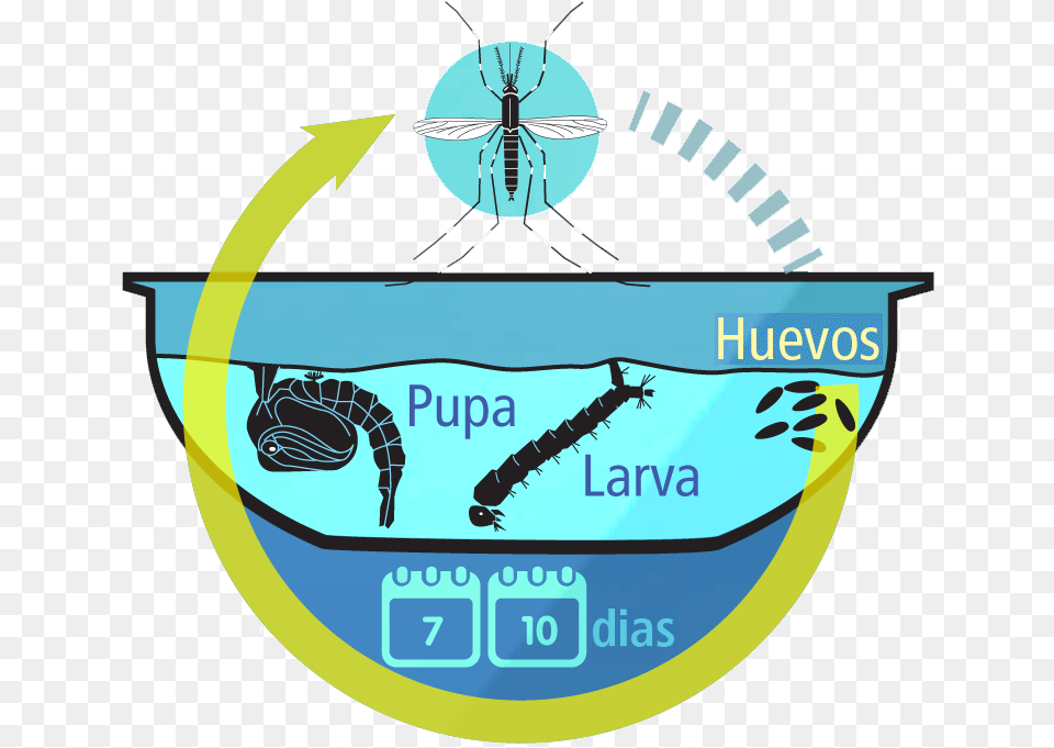 Ciclo De Vida Del Aedes Aegypti, Animal, Bee, Insect, Invertebrate Png Image