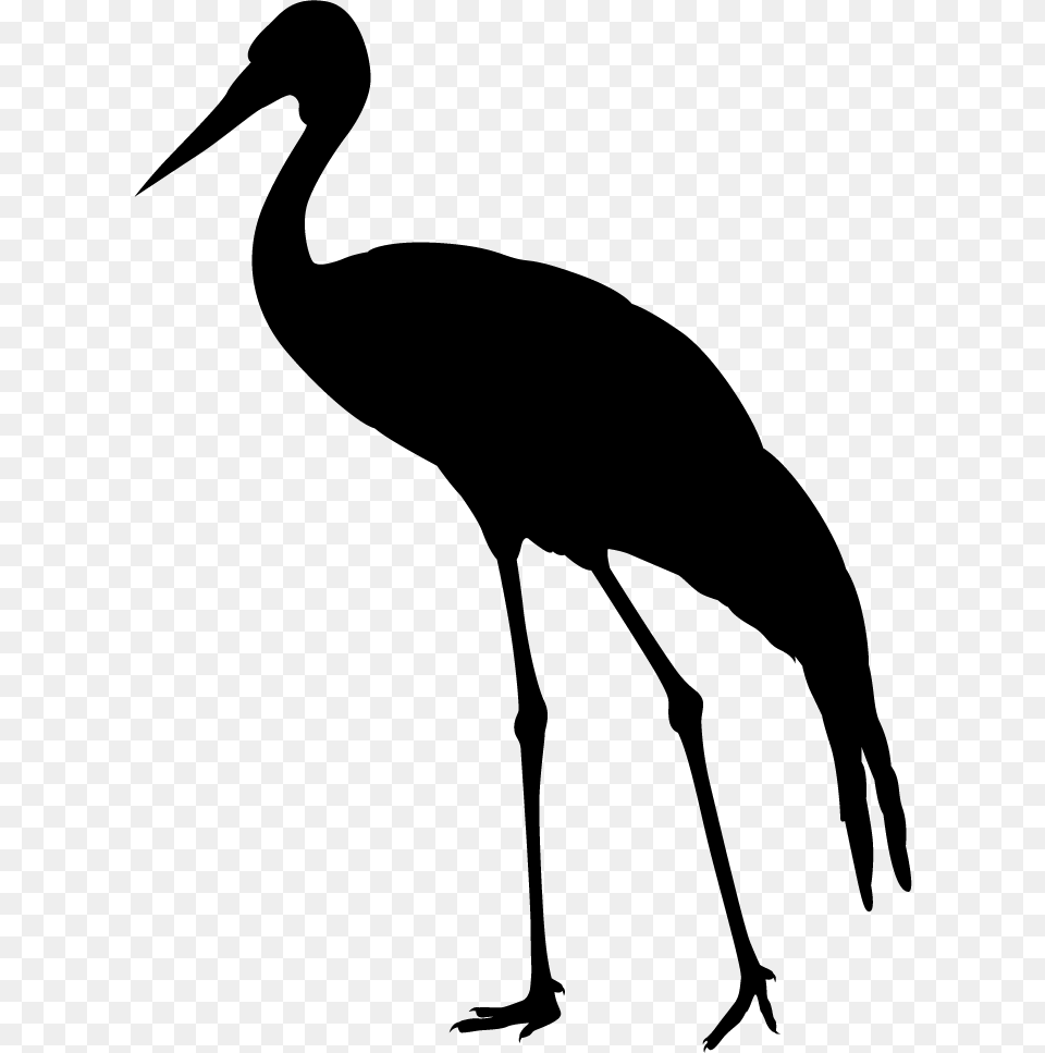 Ciconiiformes, Animal, Bird, Crane Bird, Waterfowl Free Transparent Png