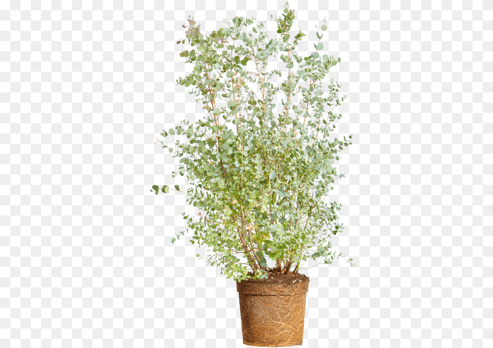 Cider Gum Flowerpot, Leaf, Plant, Potted Plant, Flower Free Transparent Png