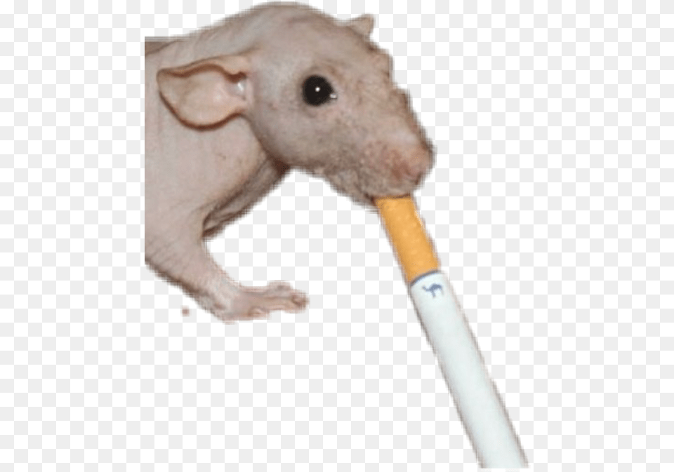 Cigarette Mouse Rat Smoking Grunge Idontknow Punk Cance Rat, Animal, Mammal, Baby, Person Png Image