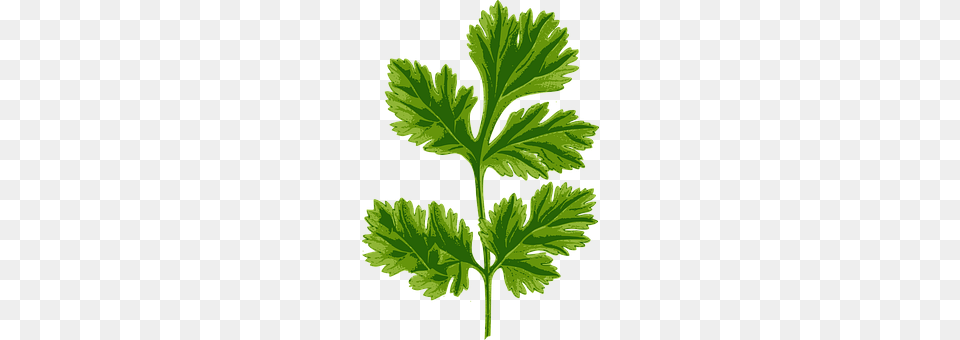 Cilantro Herbs, Leaf, Parsley, Plant Free Transparent Png