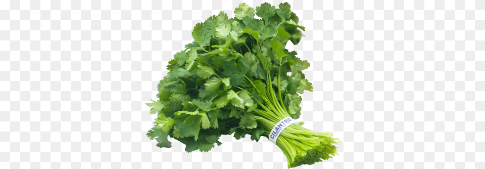 Cilantro 3 Image Cilantro Bunch, Herbs, Plant, Parsley, Food Png