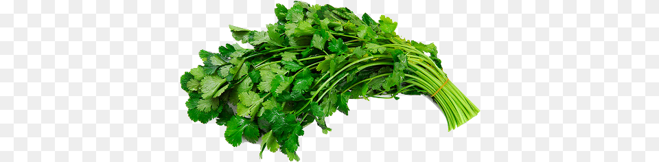 Cilantro 4 Image Cilantro, Herbs, Plant, Parsley, Food Free Png