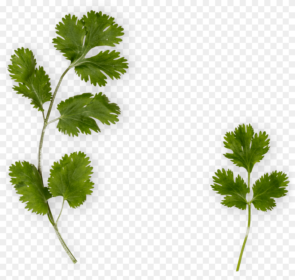 Cilantro, Herbs, Plant, Parsley Free Png Download