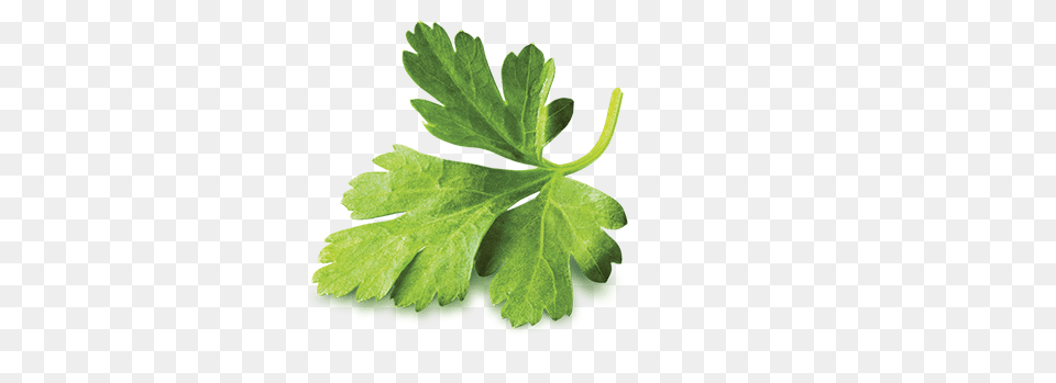 Cilantro Botanica Parsley, Herbs, Plant Png Image