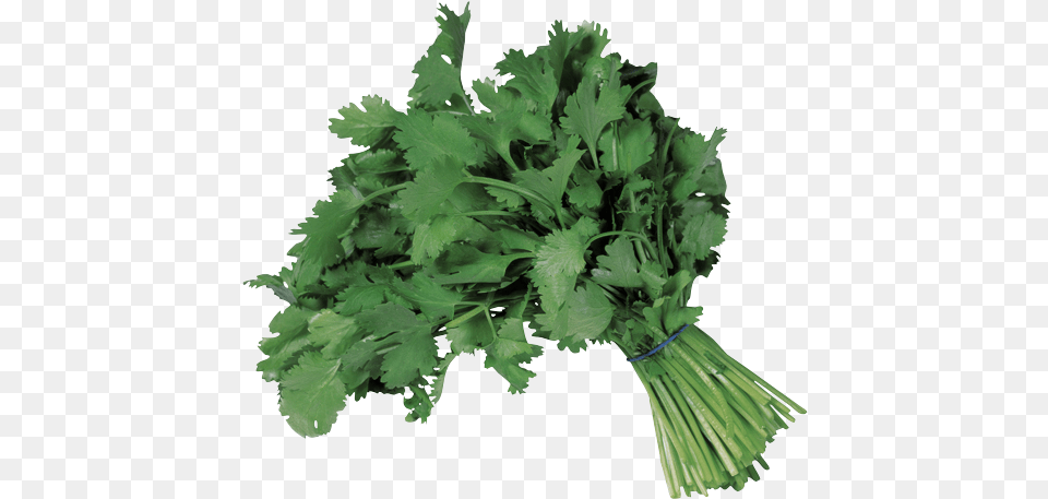 Cilantro Bunched Copy Coriander, Herbs, Plant, Parsley, Food Free Transparent Png