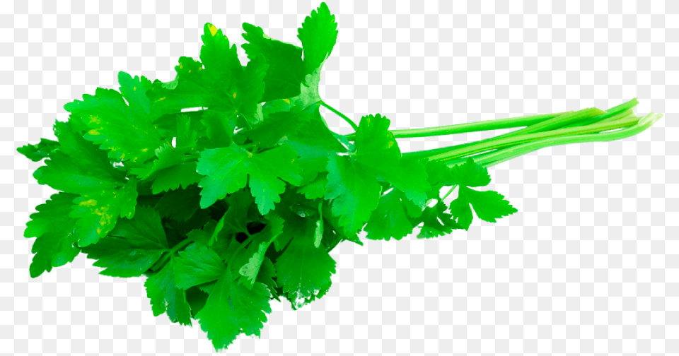 Cilantro Clipart 3 Sprigs Of Fresh Coriander, Herbs, Parsley, Plant Free Transparent Png