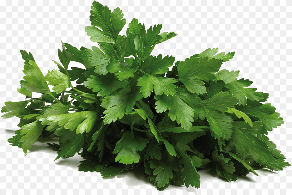 Cilantro Coriander, Herbs, Parsley, Plant Png Image