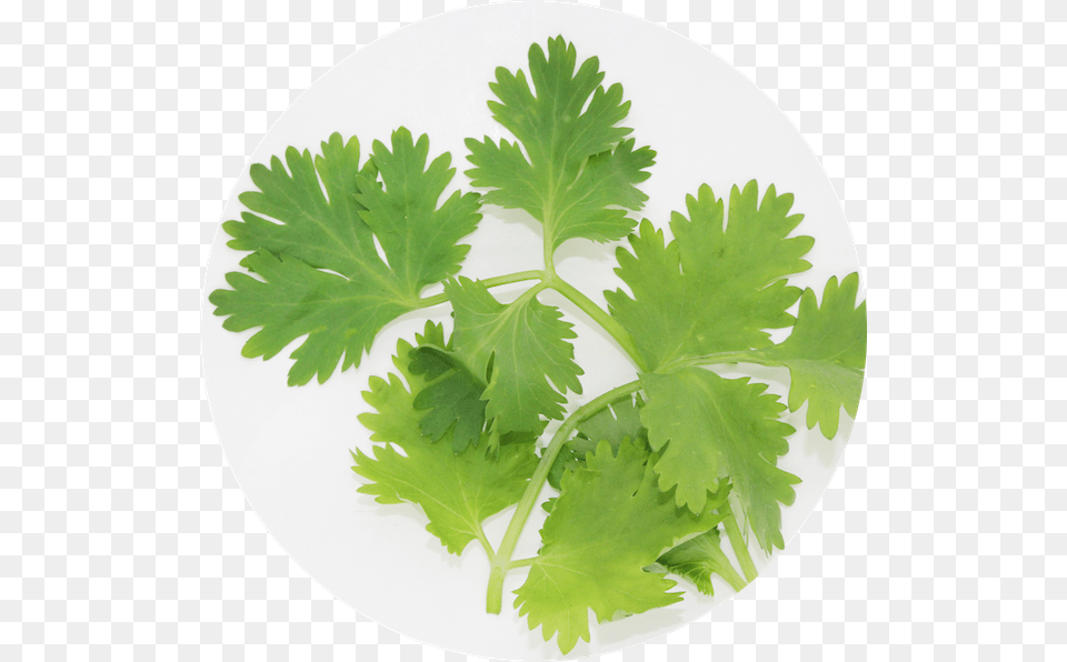 Cilantro Coriander, Herbs, Parsley, Plant, Plate Free Transparent Png