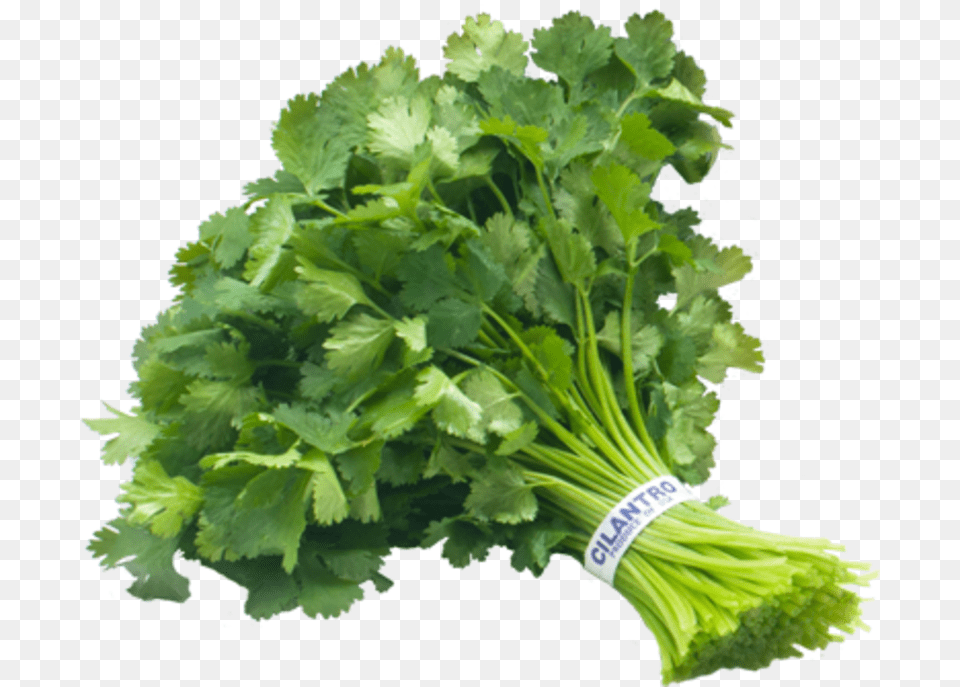 Cilantro I Cilantro Bunch, Herbs, Plant, Parsley, Food Png Image