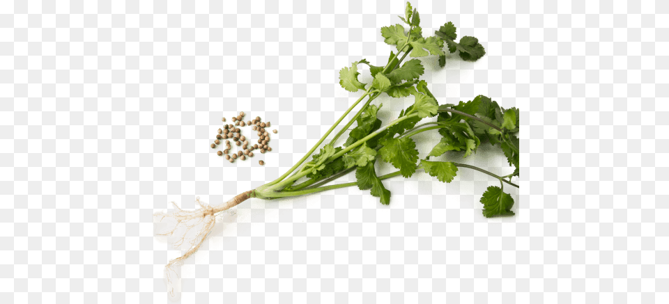 Cilantro Is More Than Just Leaves Food, Plant, Produce, Kale, Leafy Green Vegetable Free Transparent Png