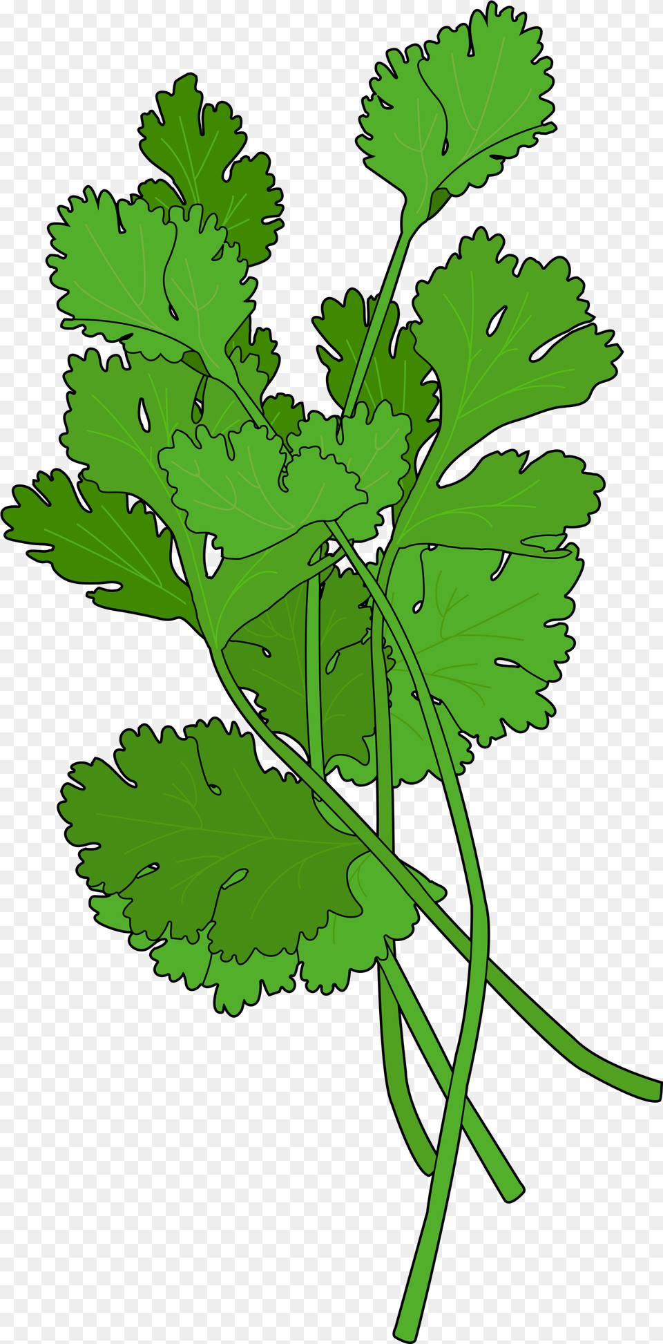 Cilantro Leaf, Herbs, Parsley, Plant, Animal Png