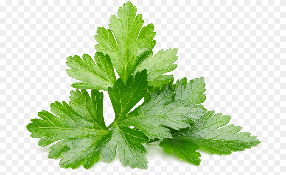 Cilantro Leaves, Herbs, Parsley, Plant, Leaf Free Png Download