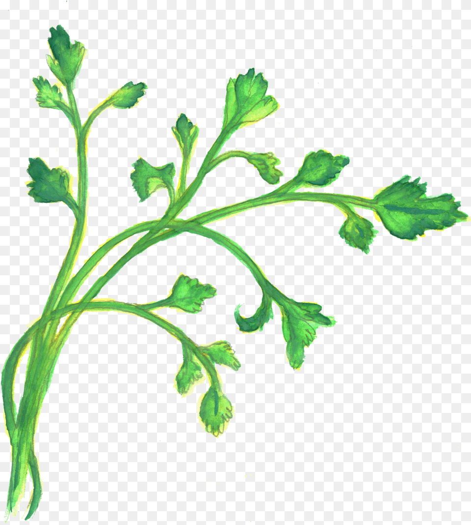 Cilantro North Coast Co Arugula Free Transparent Png