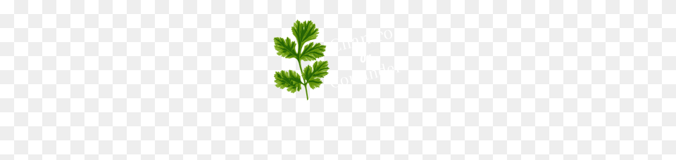 Cilantro Or Coriander Funny Herb, Herbal, Herbs, Leaf, Parsley Free Transparent Png