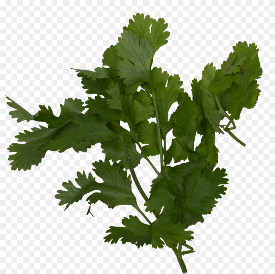 Cilantro Parsley, Herbs, Plant, Food Png Image